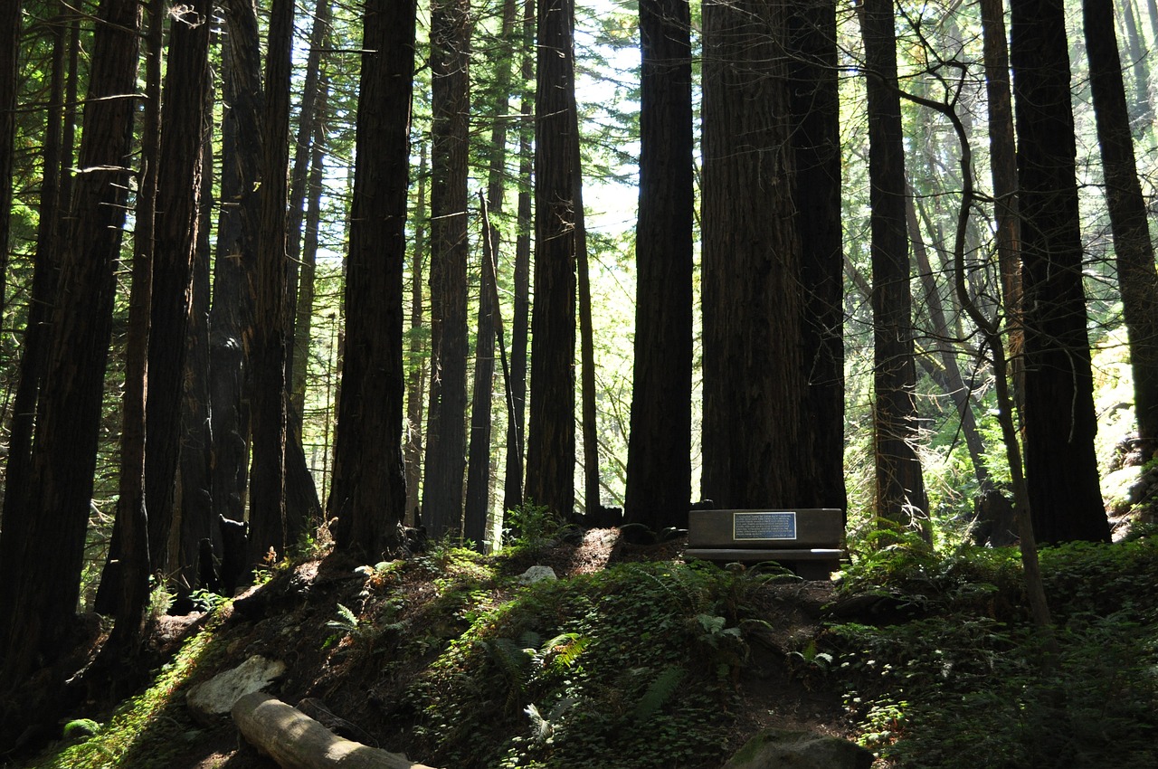 Big Sur Redwoods trees