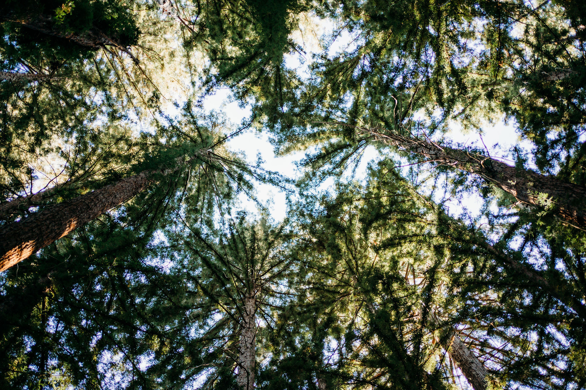 Switzer Farm Mendocino